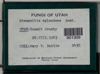 Stemonitis splendens image